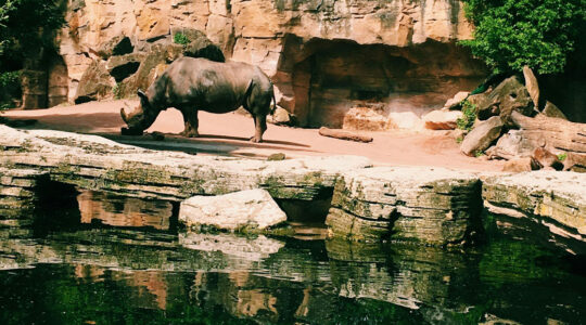 Parcs animaliers