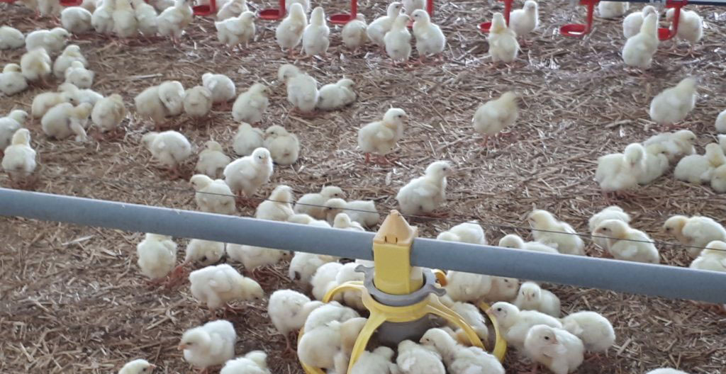 Gros plan sur un abreuvoir spécial poussin en plastique bleu transparent montrant le niveau d'eau très bas, avec les petites pattes jaunes d'un poussin à côté du rebord pour comparaison d'échelle