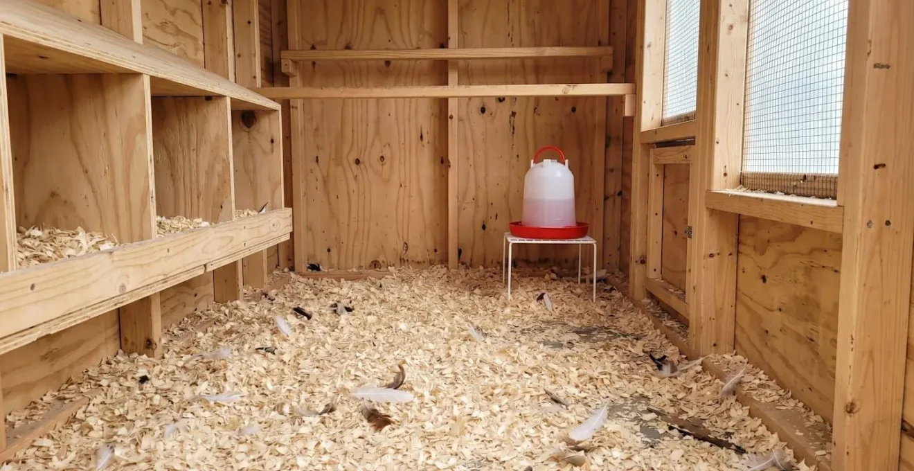 Intérieur d'un poulailler moderne avec litière de copeaux de bois propre au sol et un abreuvoir en plastique surélevé sur pieds en arrière-plan, éclairé par la lumière naturelle d'une fenêtre