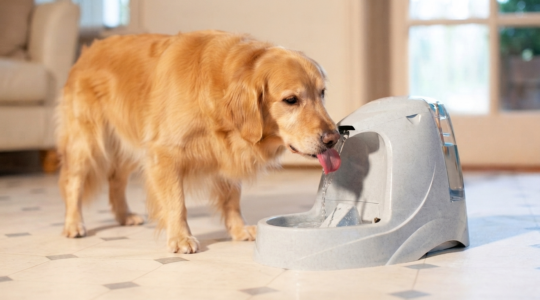 Fontaine à eau pour chien